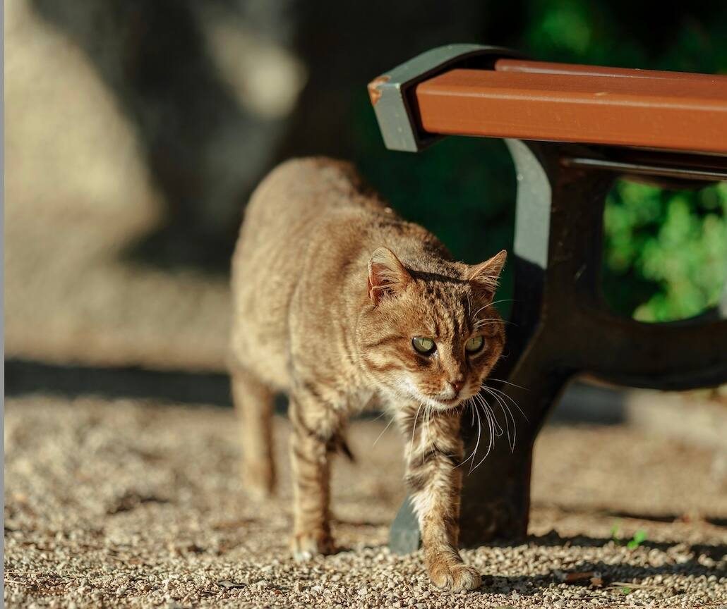 Pourquoi le chat ramène ses proies à la maison?