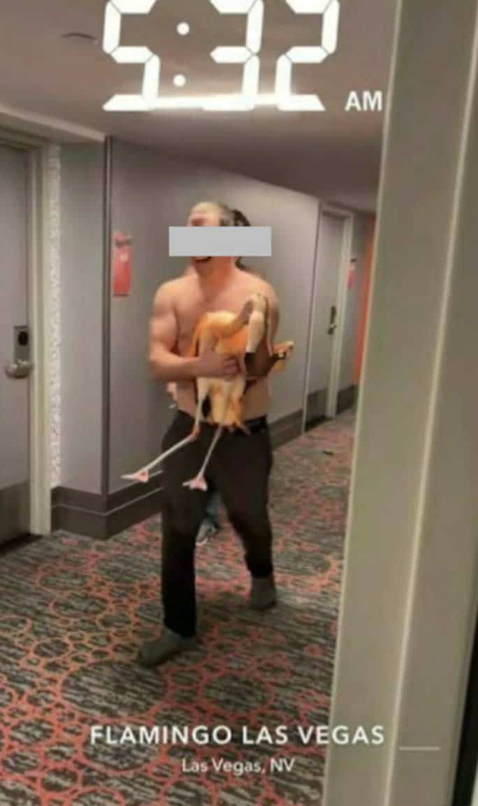 Il capture et blesse des flamants roses dans un h&ocirc;tel de Las Vegas: un Ontarien accus&eacute; de cruaut&eacute; animale