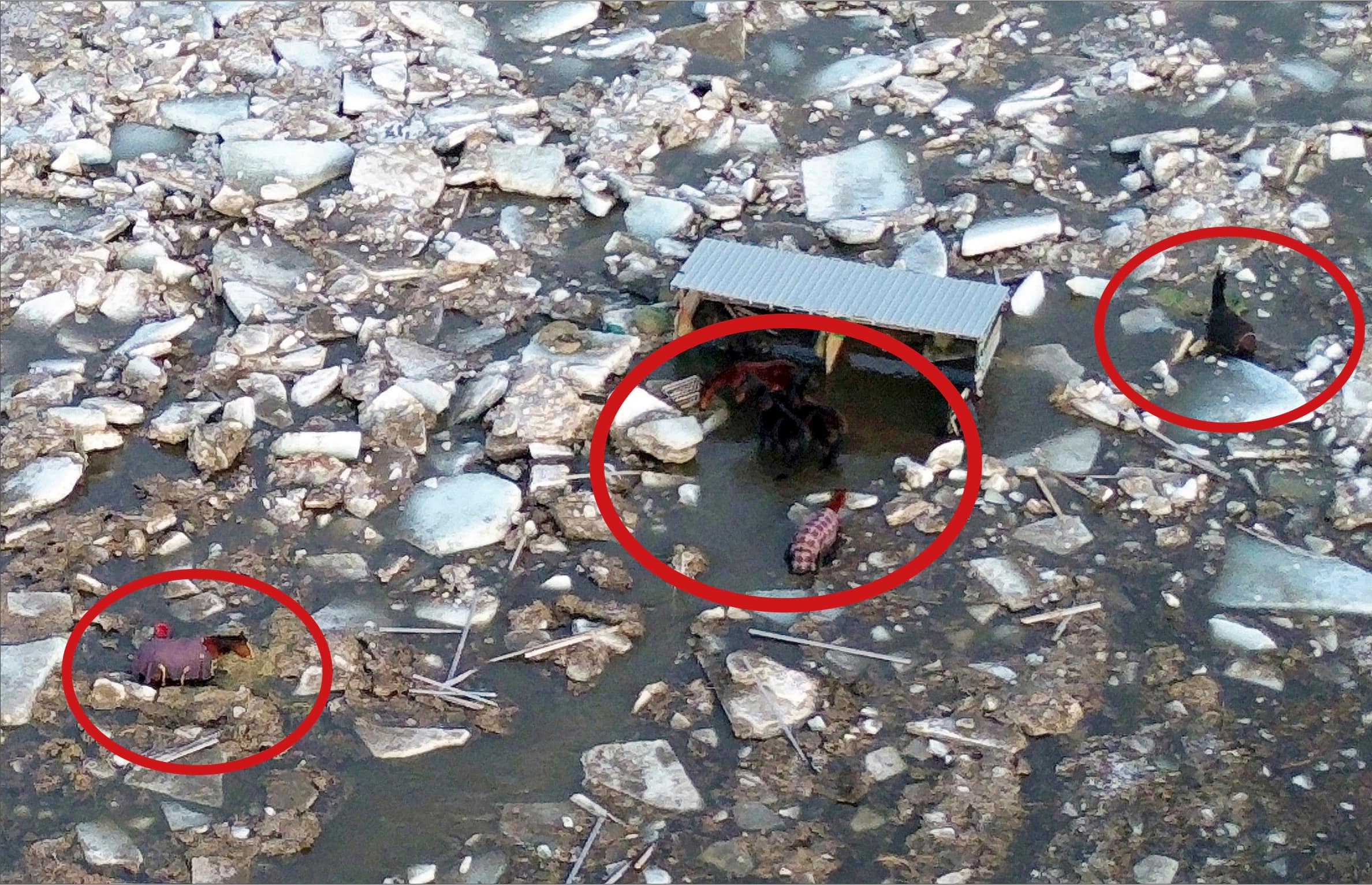 &laquo;&Ccedil;'a &eacute;t&eacute; long&raquo;: les sept chevaux enfin extirp&eacute;s des glaces de la rivi&egrave;re Beaurivage