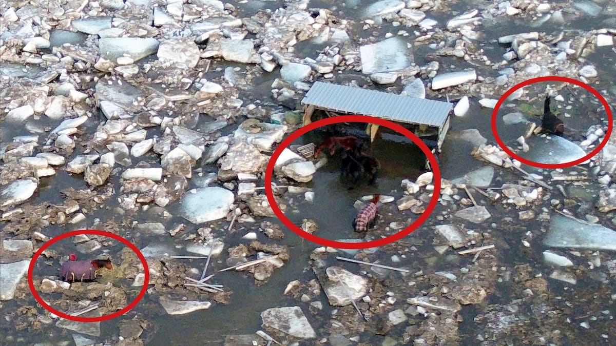 «Ç'a été long»: les sept chevaux enfin extirpés des glaces de la rivière Beaurivage