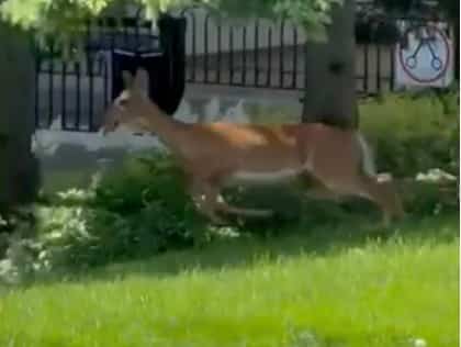 Un chevreuil gambade aux Jardins de Mérici à Québec