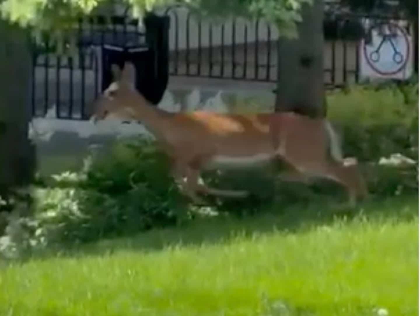 Un chevreuil gambade aux Jardins de Mérici à Québec