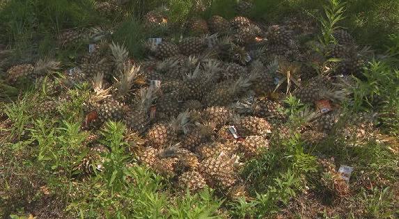 Accumulation sauvage d’ananas à Shawinigan: un nouvel épisode signé Éric Turgeon?