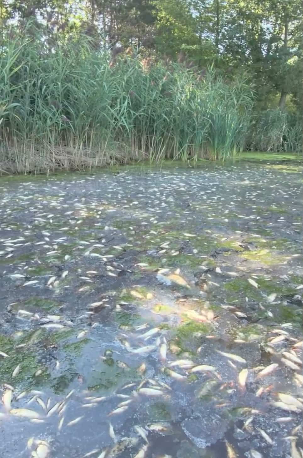 L’entreprise SOS Recycle a publié des images impressionnantes de la situation sur le lac le 27 août dernier.
