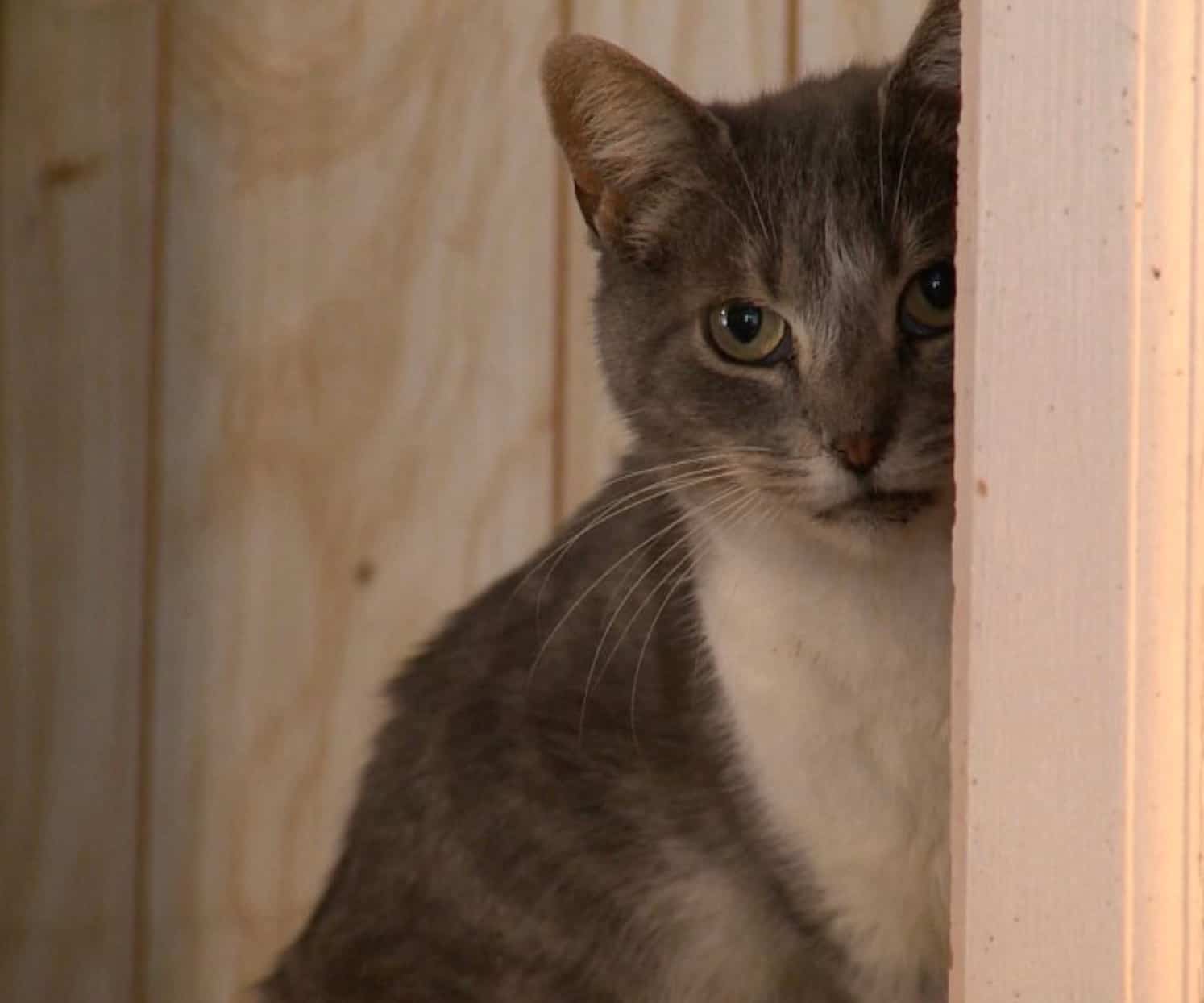 Éclosion de thyphus du chat à Rivière-du-Loup: des dizaines de chats et chatons morts
