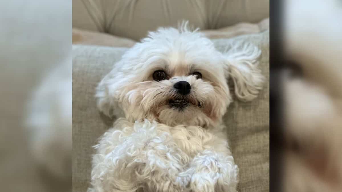 EN VIDÉO | Un chien tué après avoir reçu un colis sur la tête