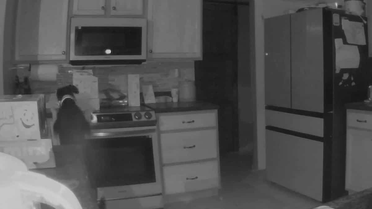Video | Dog sets fire to house by opening stove ring Video | Dog sets fire to house by opening stove ring