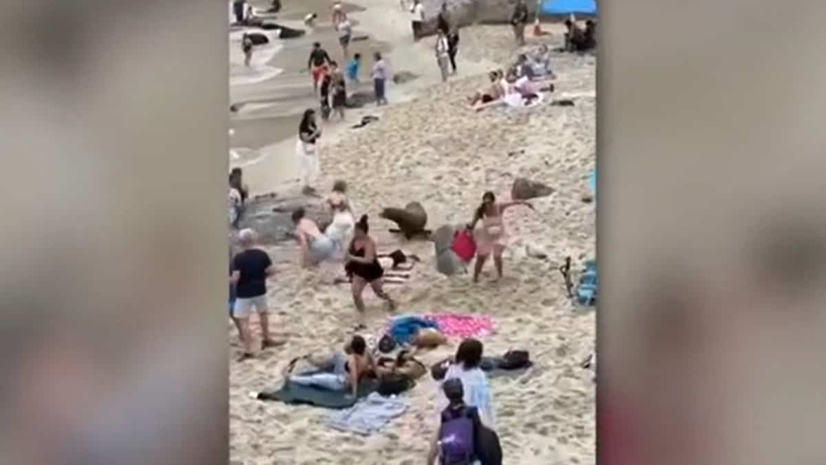 Video | Sea lions terrorize San Diego beach Video | Sea lions terrorize San Diego beach