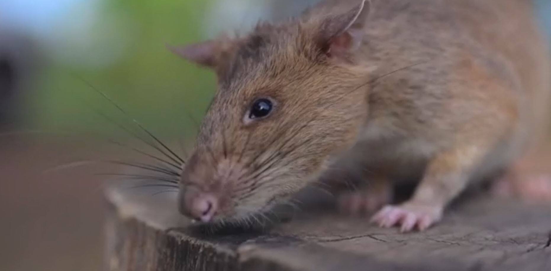 EN VIDÉO | Un rat s’empare du record du plus de mines antipersonnel ...