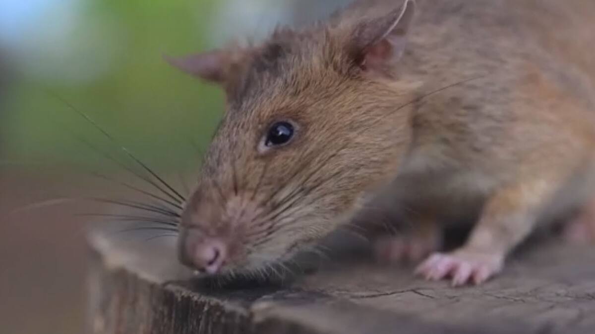 Quebec Rats EN VIDÉO | Un rat s’empare du record du plus de mines antipersonnel ...