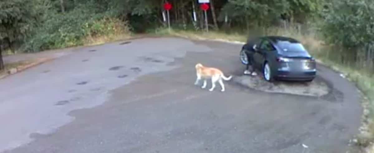 Video Filmee En Train D Abandonner Son Chien Dans Un Boise Jdm
