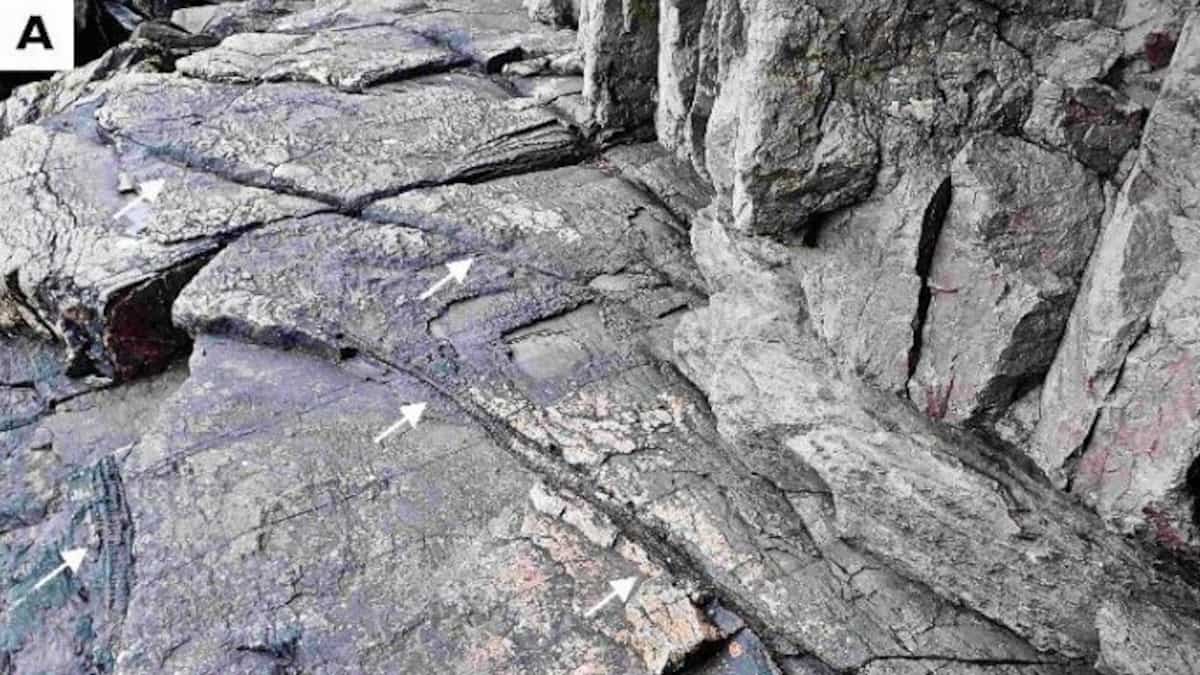 A fossil from the oldest forest found in England A fossil from the oldest forest found in England