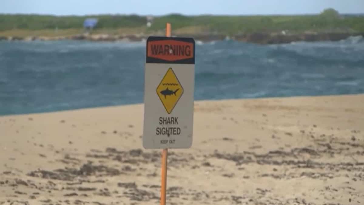 Un surfeur et acteur de «Pirates des Caraïbes» tué par un requin