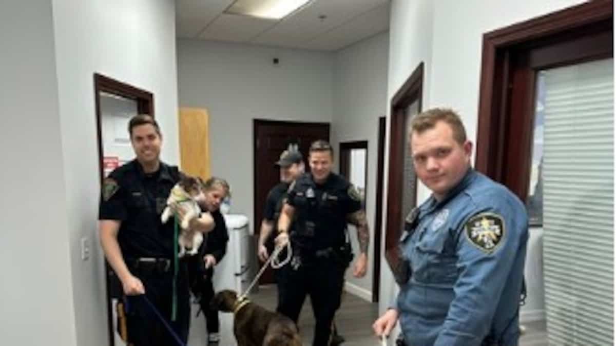 Incendie dans un hôtel d’hébergement pour chiens: 46 pitous secourus dans la fumée épaisse samedi