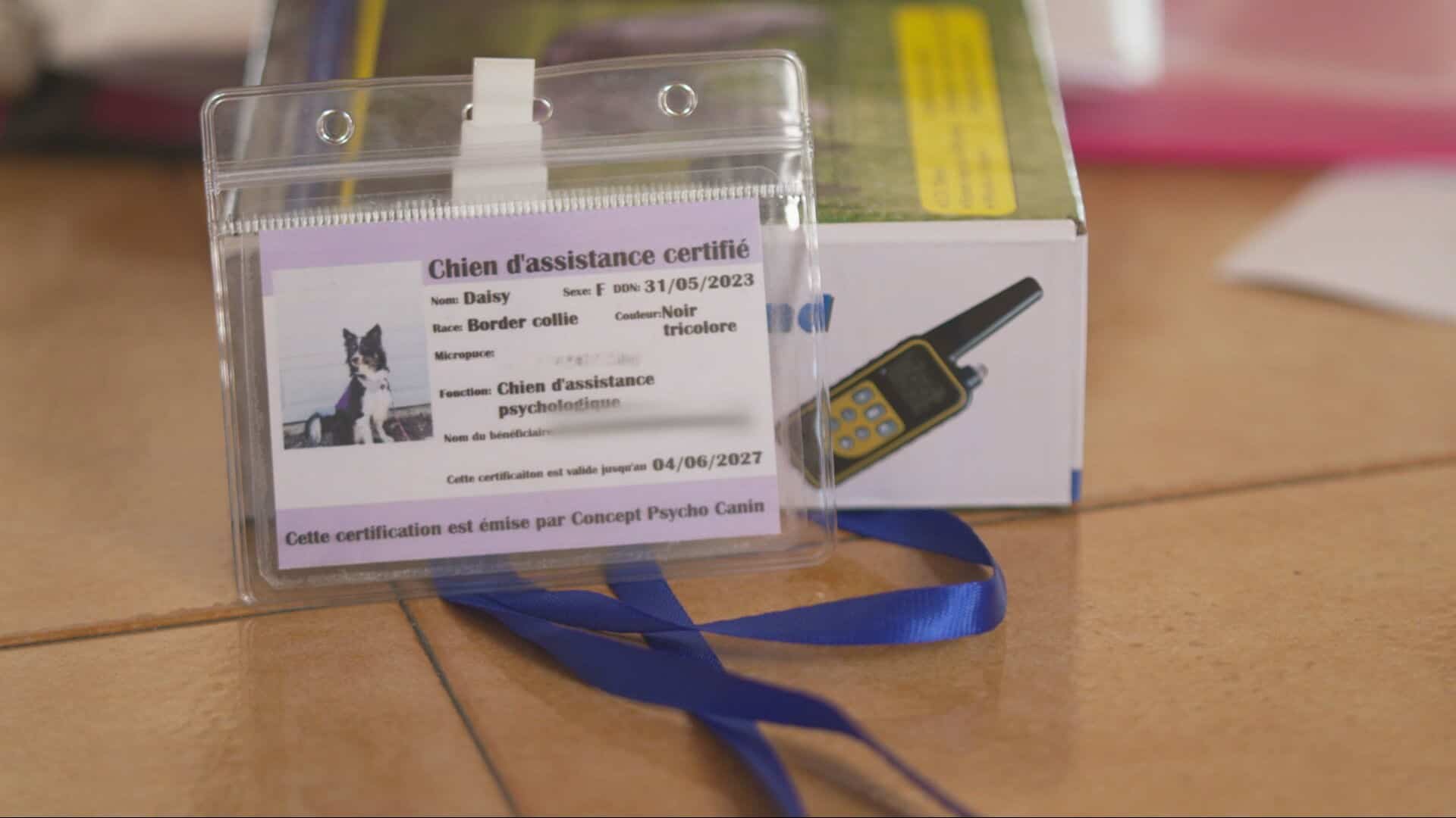 &laquo;La loi de la jungle&raquo;: des chiens d&rsquo;assistance malades, agressifs et mal &eacute;duqu&eacute;s vendus &agrave; prix d&rsquo;or