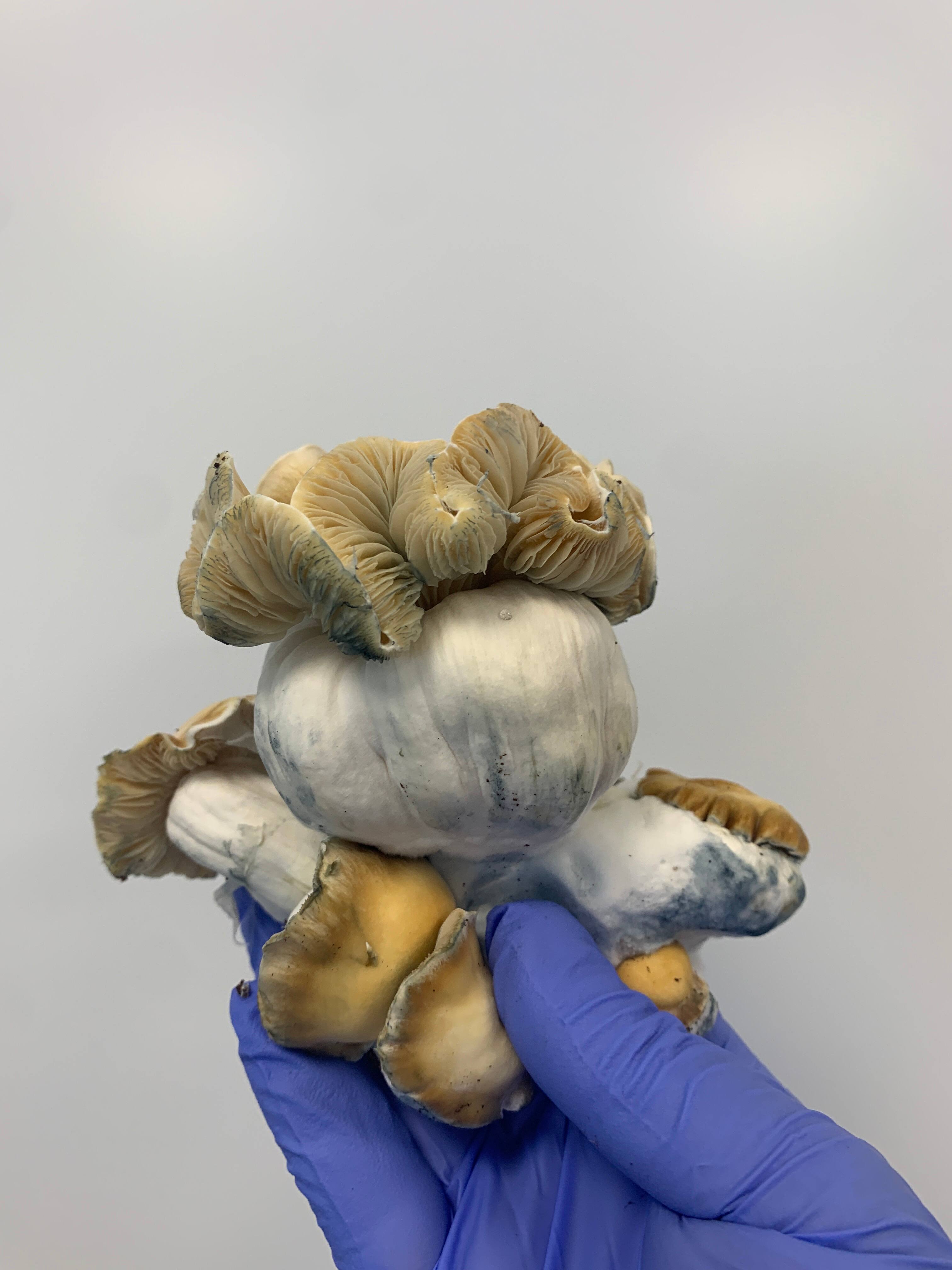 On a visit un laboratoire (lgal) de champignons magiques  Montral | 24  heures