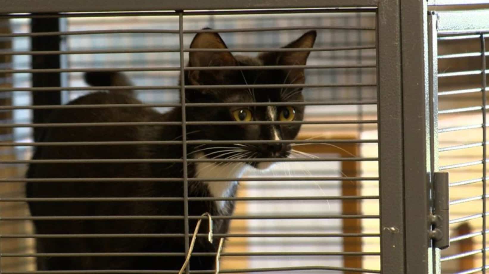 L'éclosion d’un virus hautement contagieux force un refuge du Nouveau-Brunswick à fermer ses portes aux chats