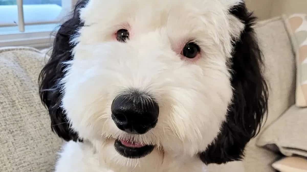Le sosie de Snoopy existe dans la vraie vie! | TVA Nouvelles
