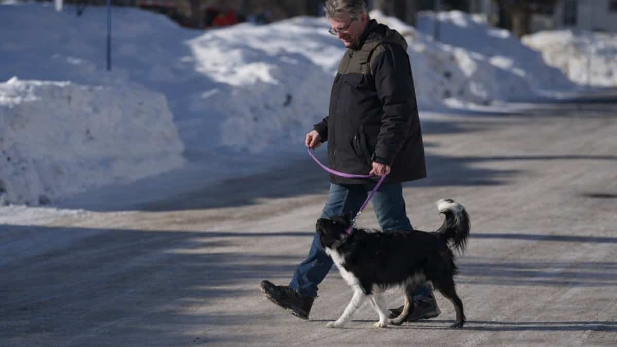 «Qui vous a vendu ce chien-là?»: 9200$ pour un chien d’assistance... agressif
