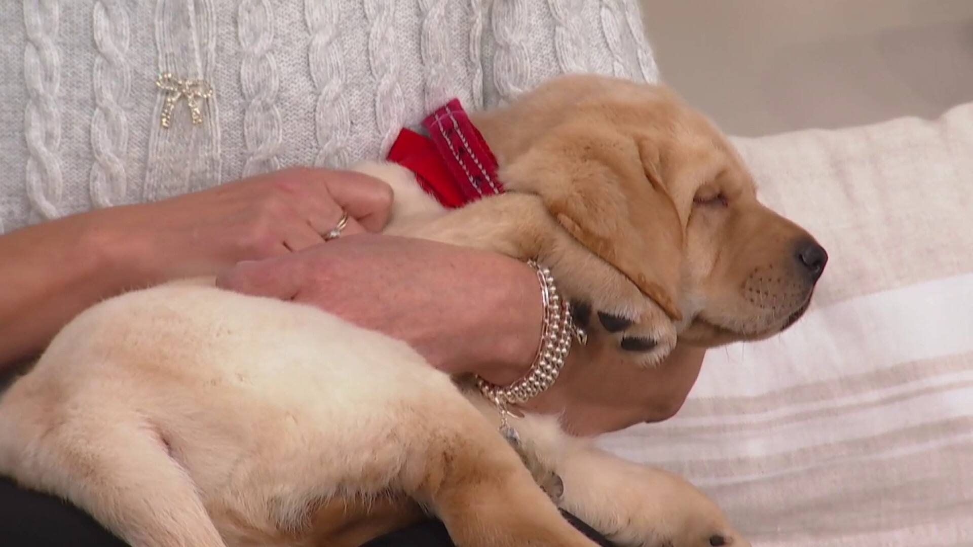 Des chiots débarquent à Salut Bonjour
