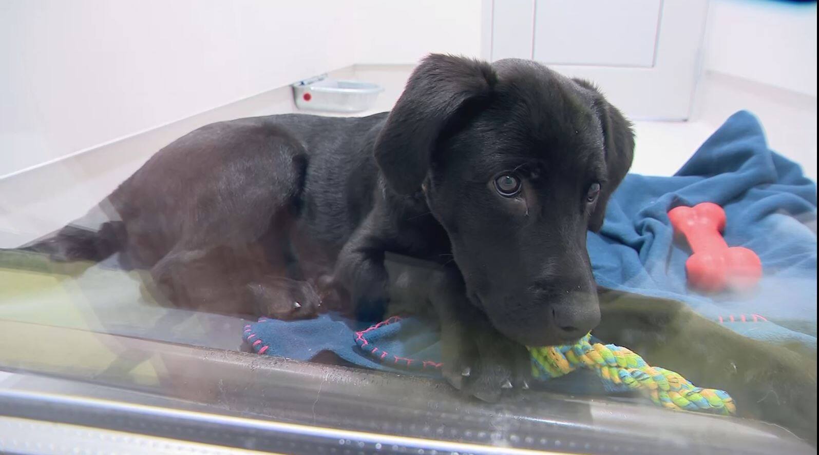 Deux fois plus cher pour un chiot à la SPAMauricie TVA