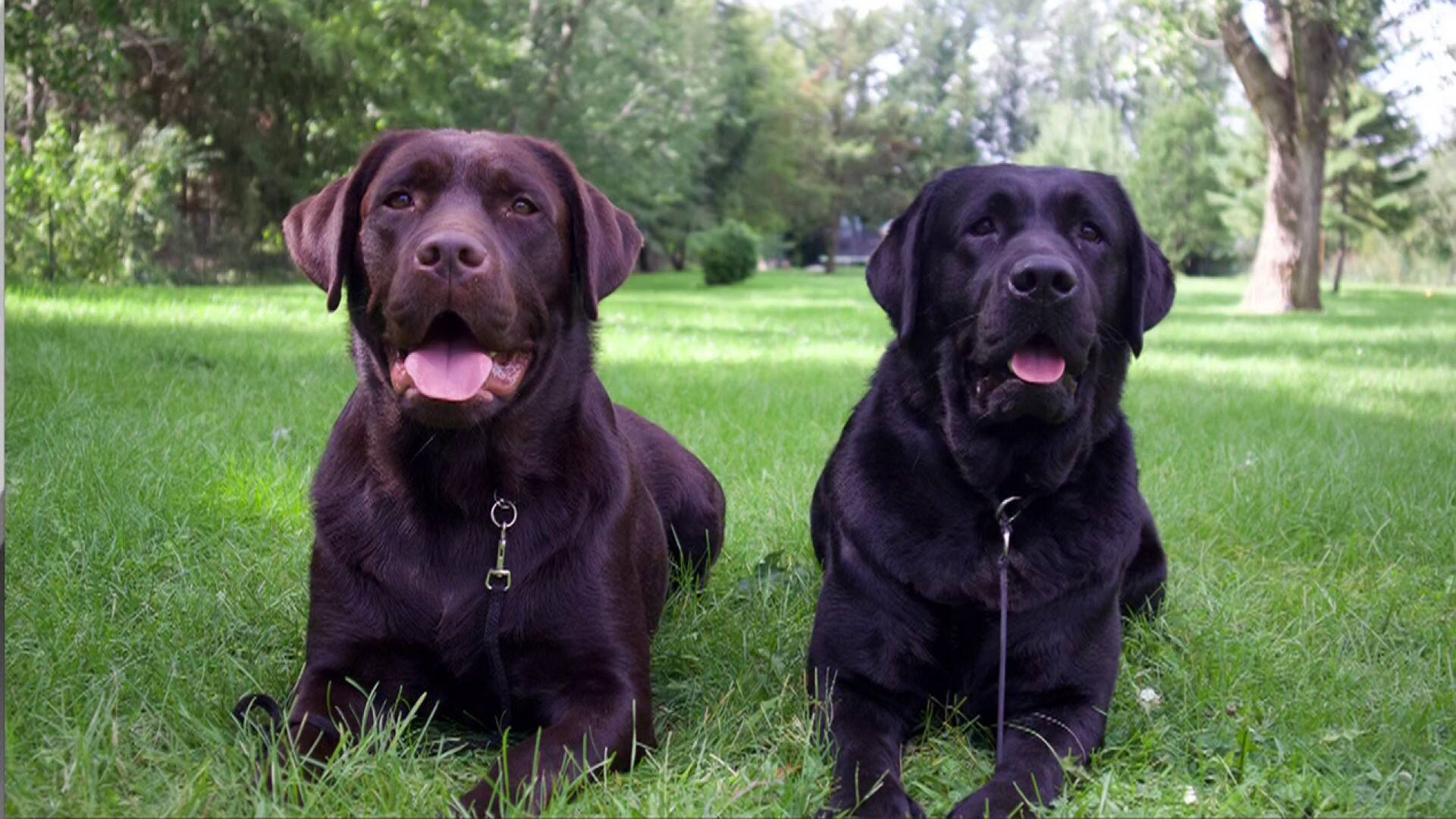 Choisir un chien : les questions à se poser 