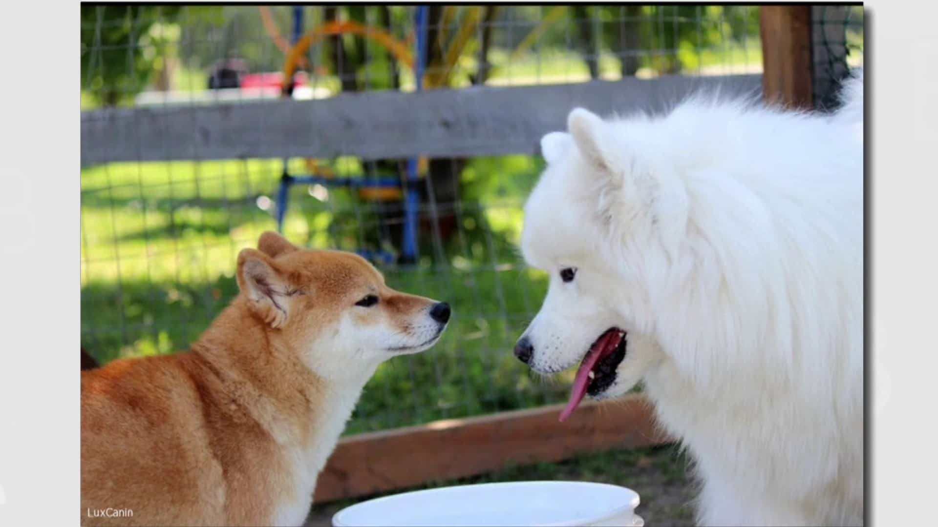 Choisir une garderie pour son chien