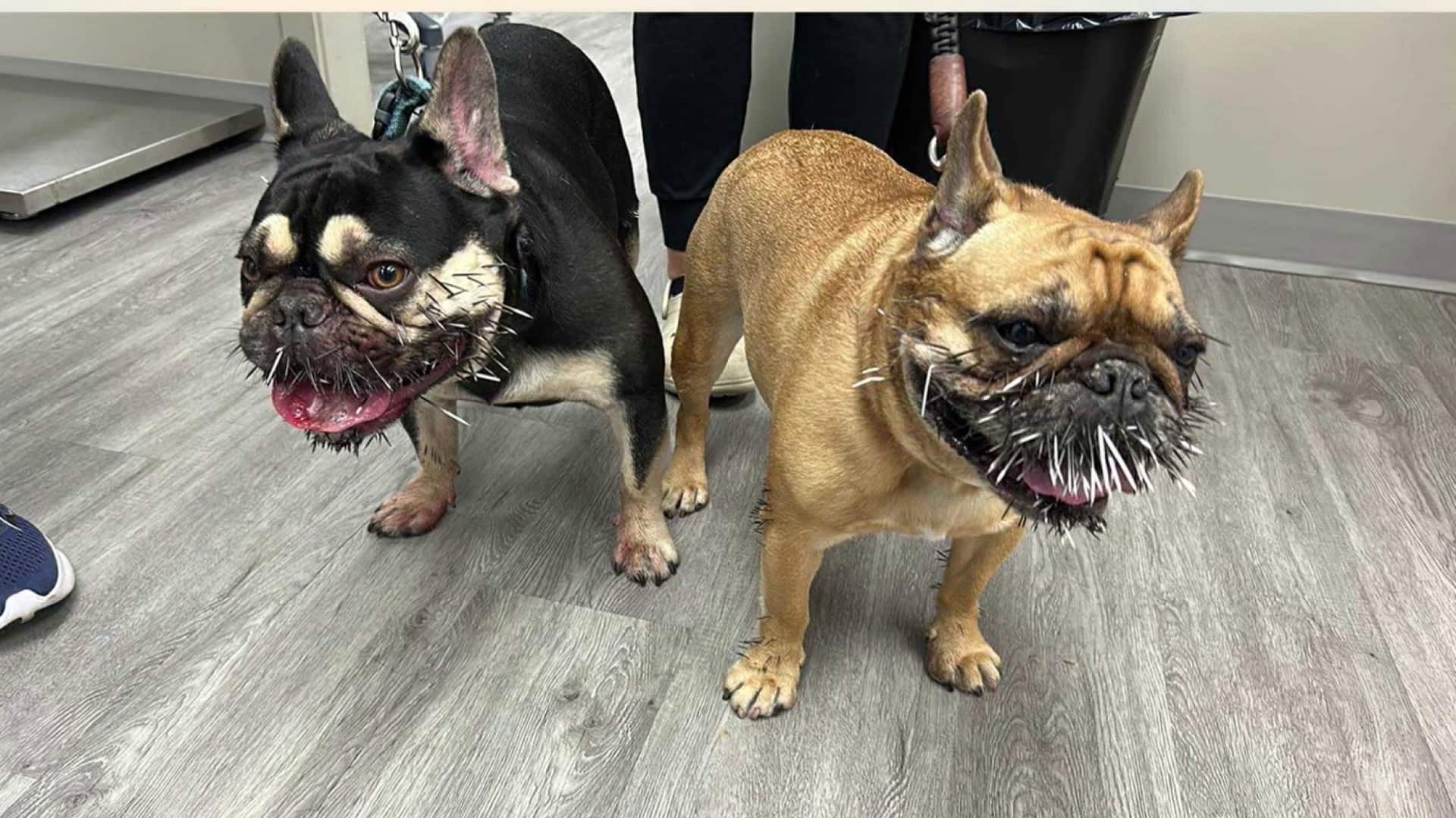 Des incidents automnaux avec nos animaux