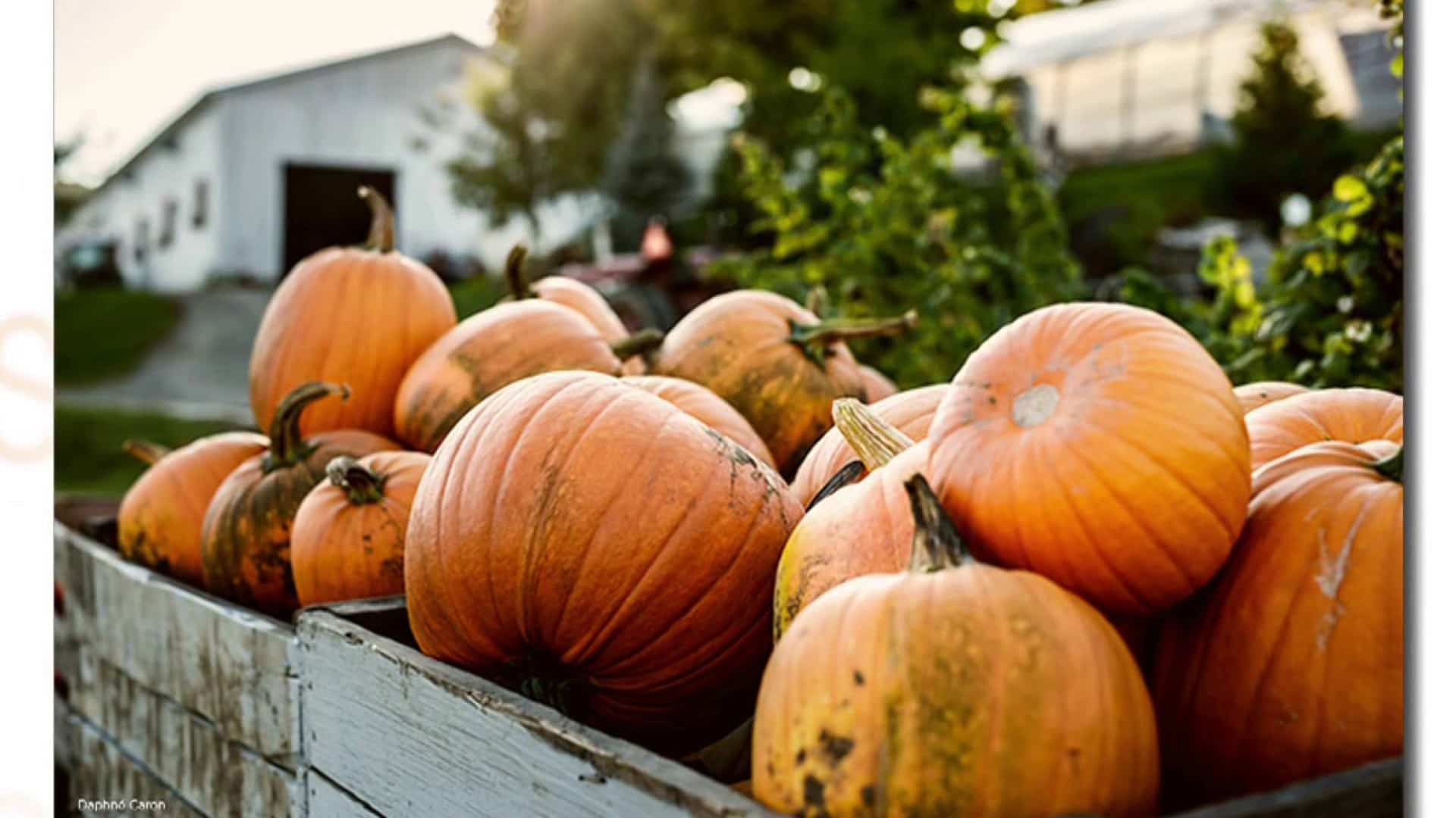 Pancartes électorales et de nos citrouilles