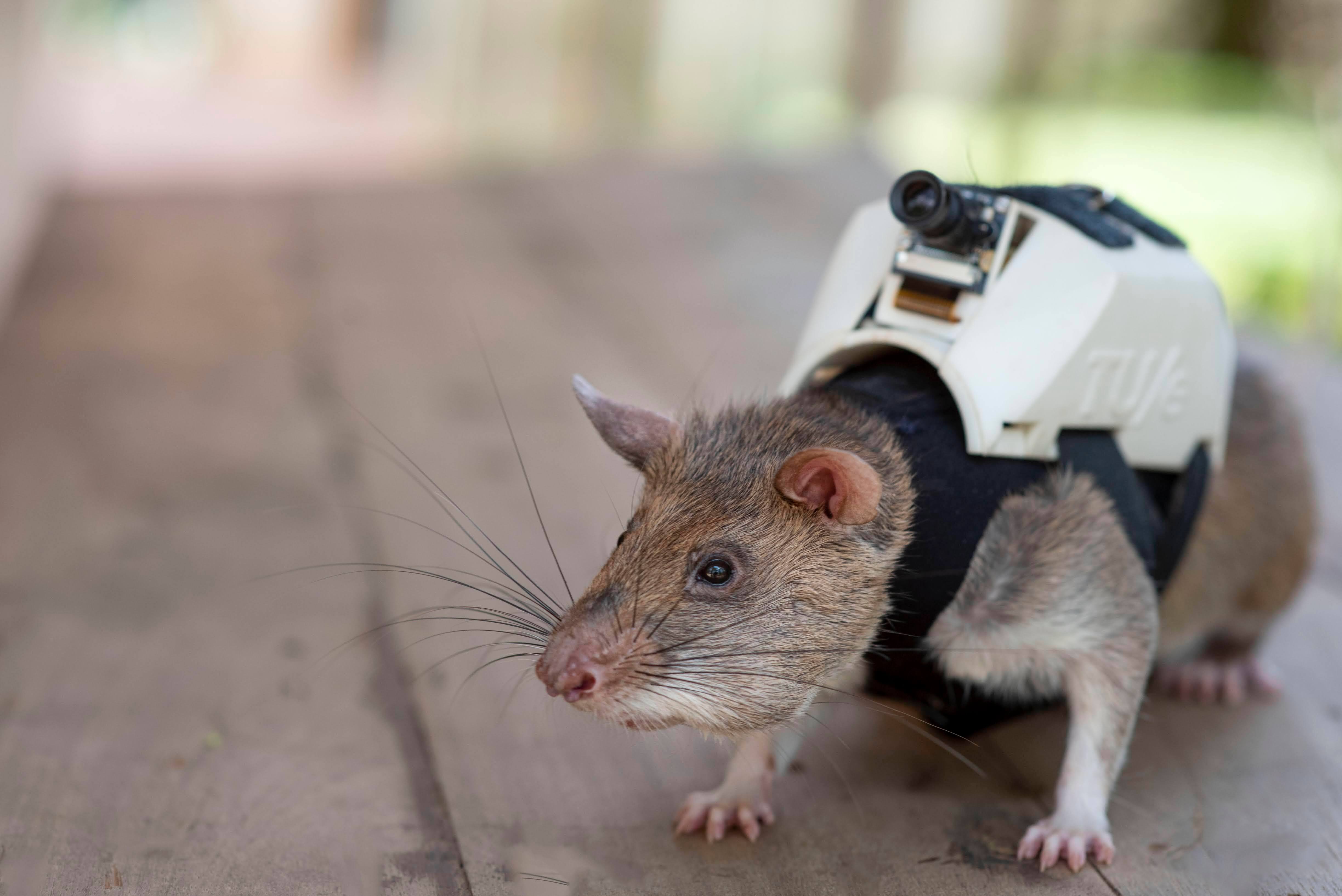 Des rats secouristes | Le Journal de Montréal