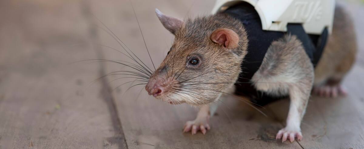 Quebec Rats Des rats secouristes | Le Journal de Montréal