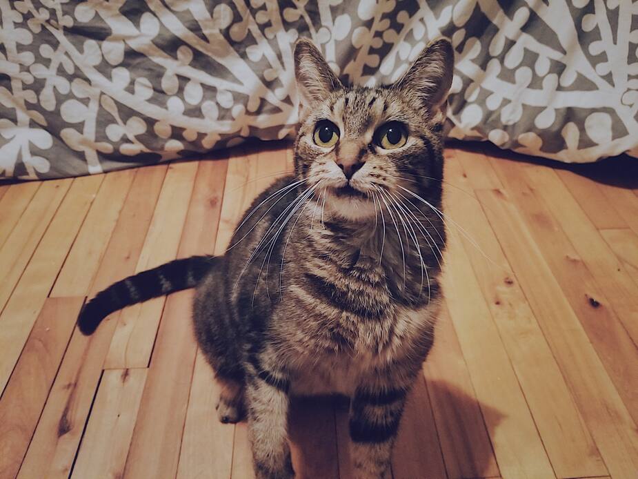 Image principale de l'article SPCA DE MONTRÉAL : COQUETTE CHERCHE UNE FAMILLE