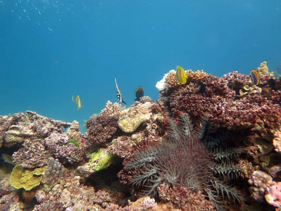 Image principale de l'article Un récif de corail se refait une santé