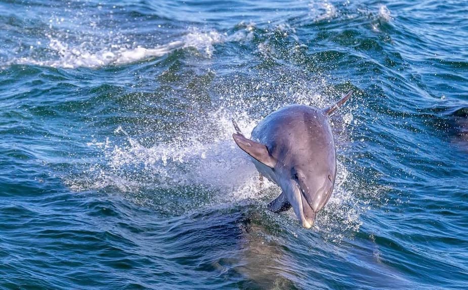 Image principale de l'article La faune marine est de retour à New York