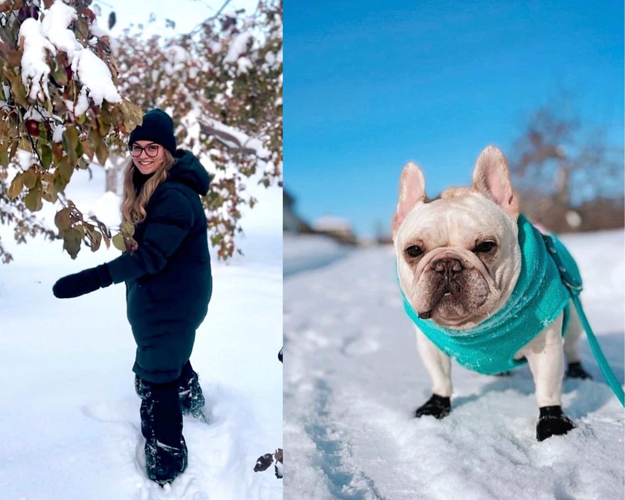La cueillette de pommes gelées est de retour