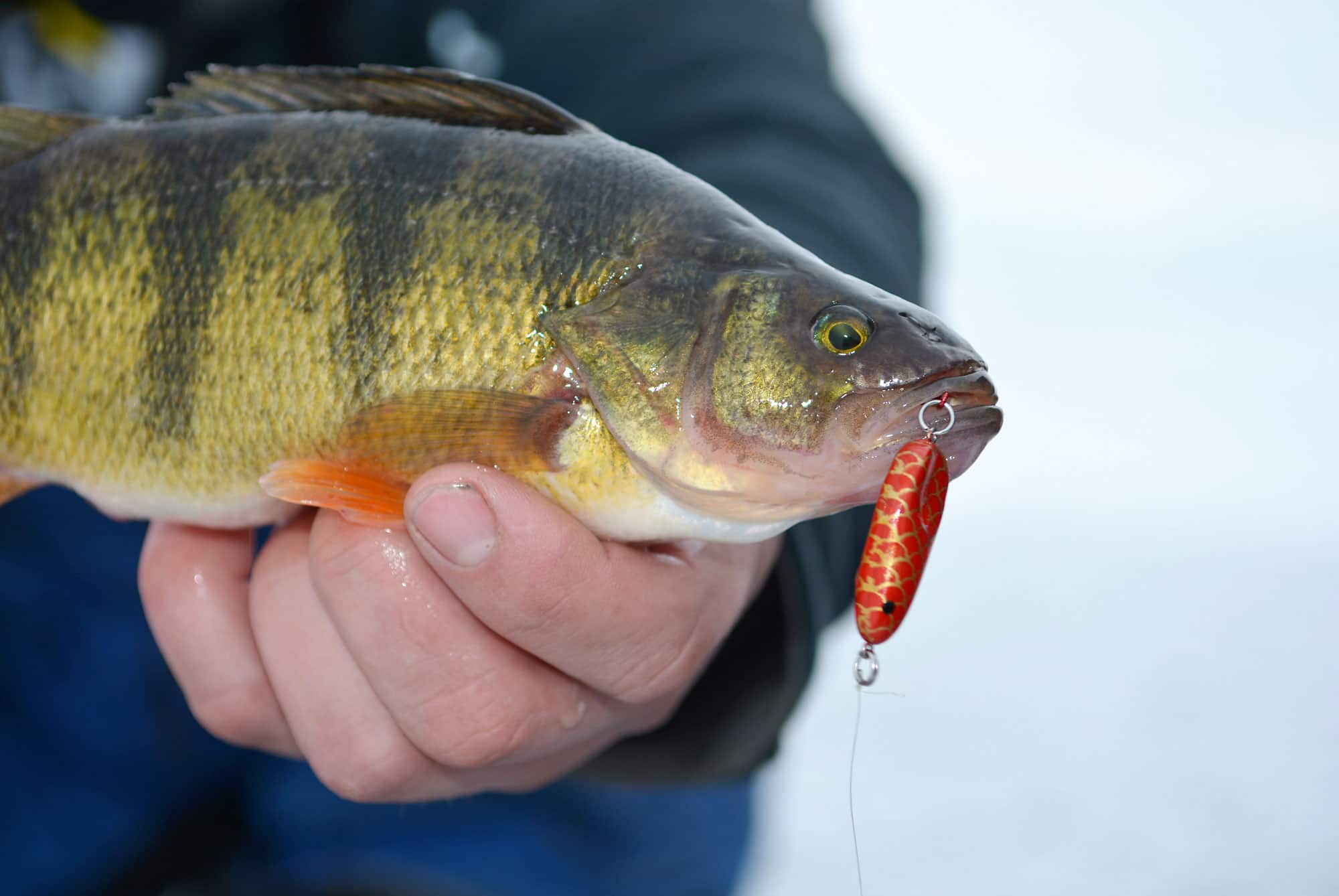 Leurre perchaude peche blanche clearance