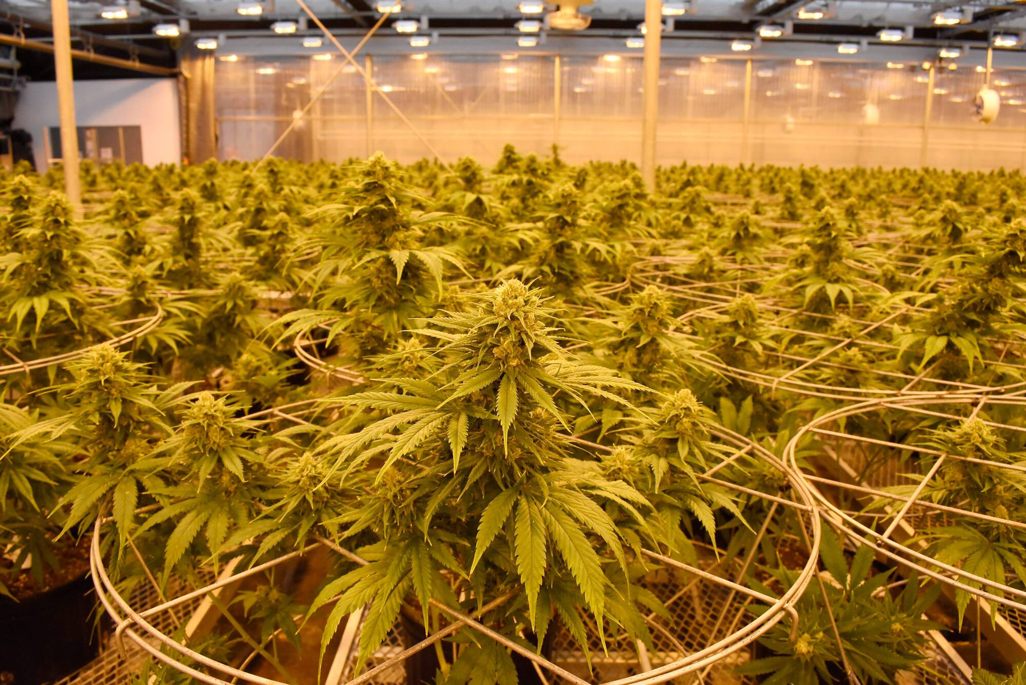 Enqu&ecirc;te de Sant&eacute; Canada sur HEXO termin&eacute;e, les conclusions &agrave; venir