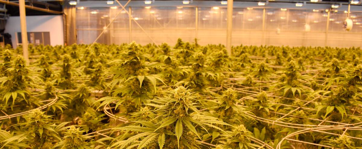 Enquête de Santé Canada sur HEXO terminée, les conclusions à venir