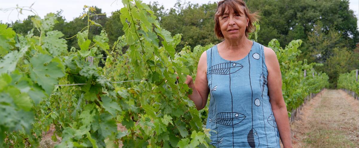 La planète a chaud: même les raisins attrapent des coups de soleil
