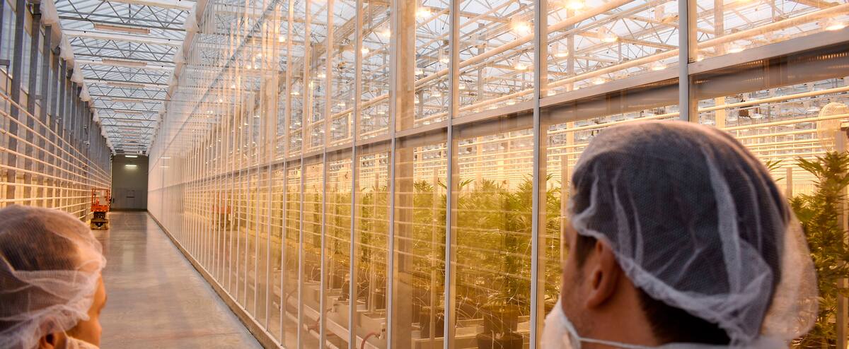 L’UPAC va se pencher sur les liens du producteur de cannabis HEXO