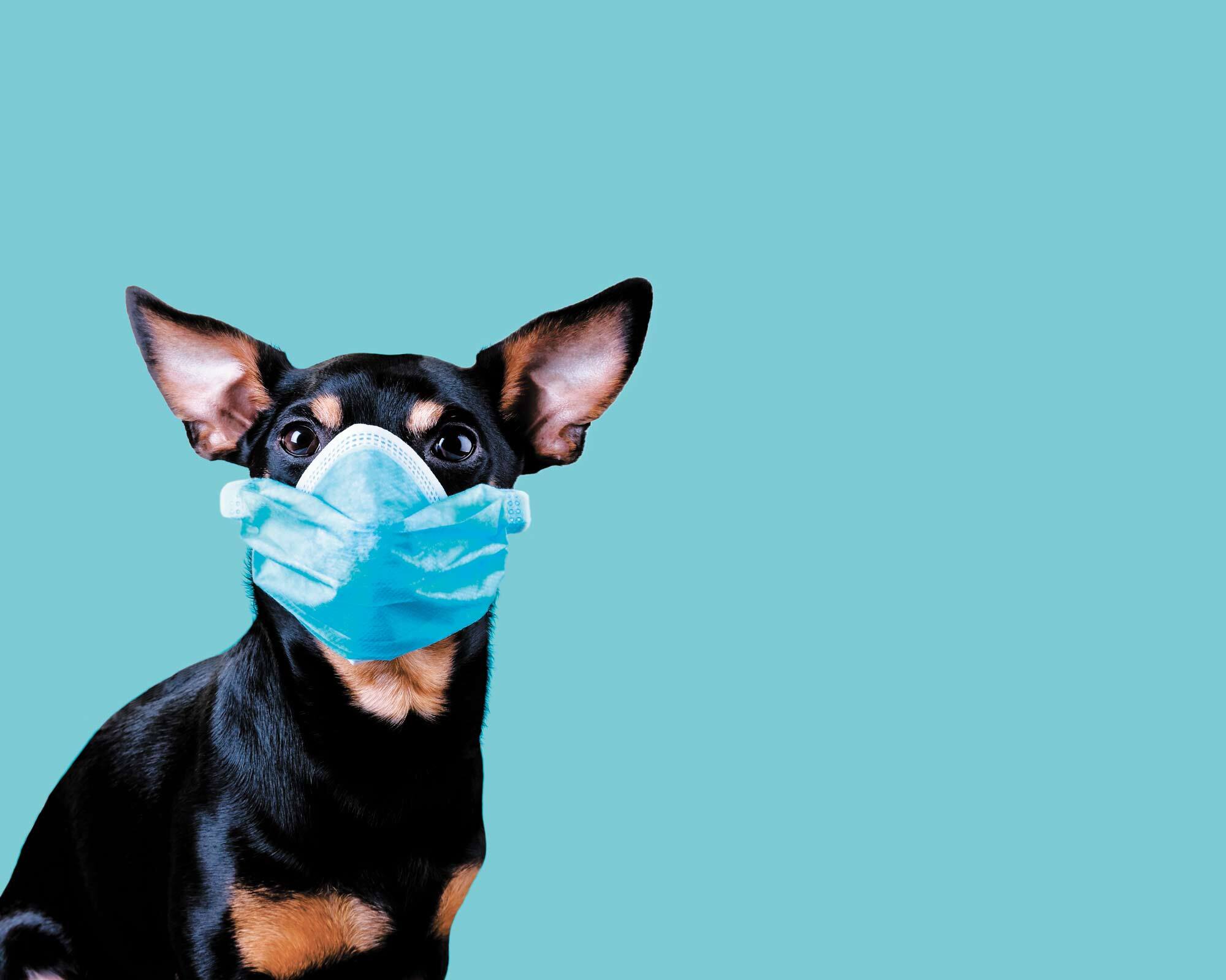 2e Partie Covid 19 Et Animaux De Compagnie Jdm