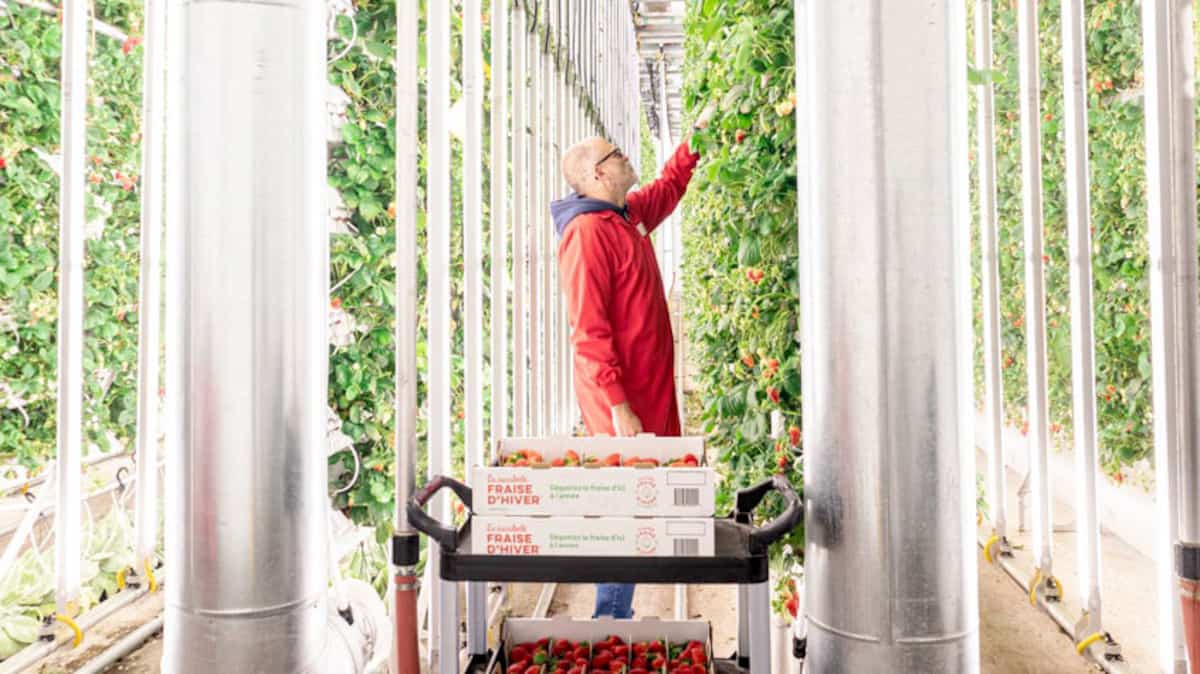 Enfin des fruits et légumes de chez nous: la production en serre croît ...