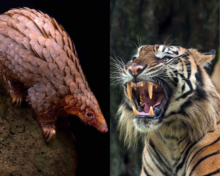 Image principale de l'article Montréal-Trudeau: du tigre et des pangolins saisis