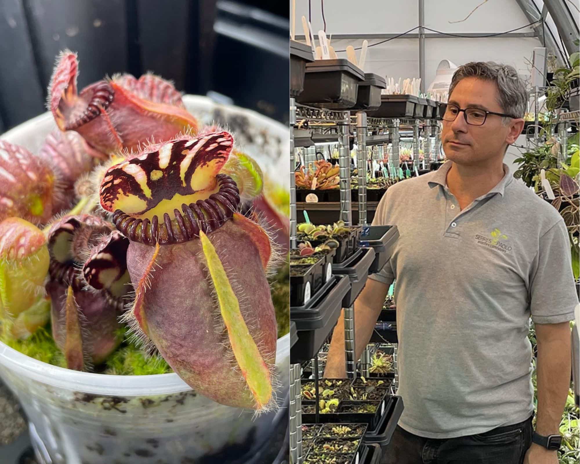 Un ex-militaire cultive des plantes carnivores capables de manger