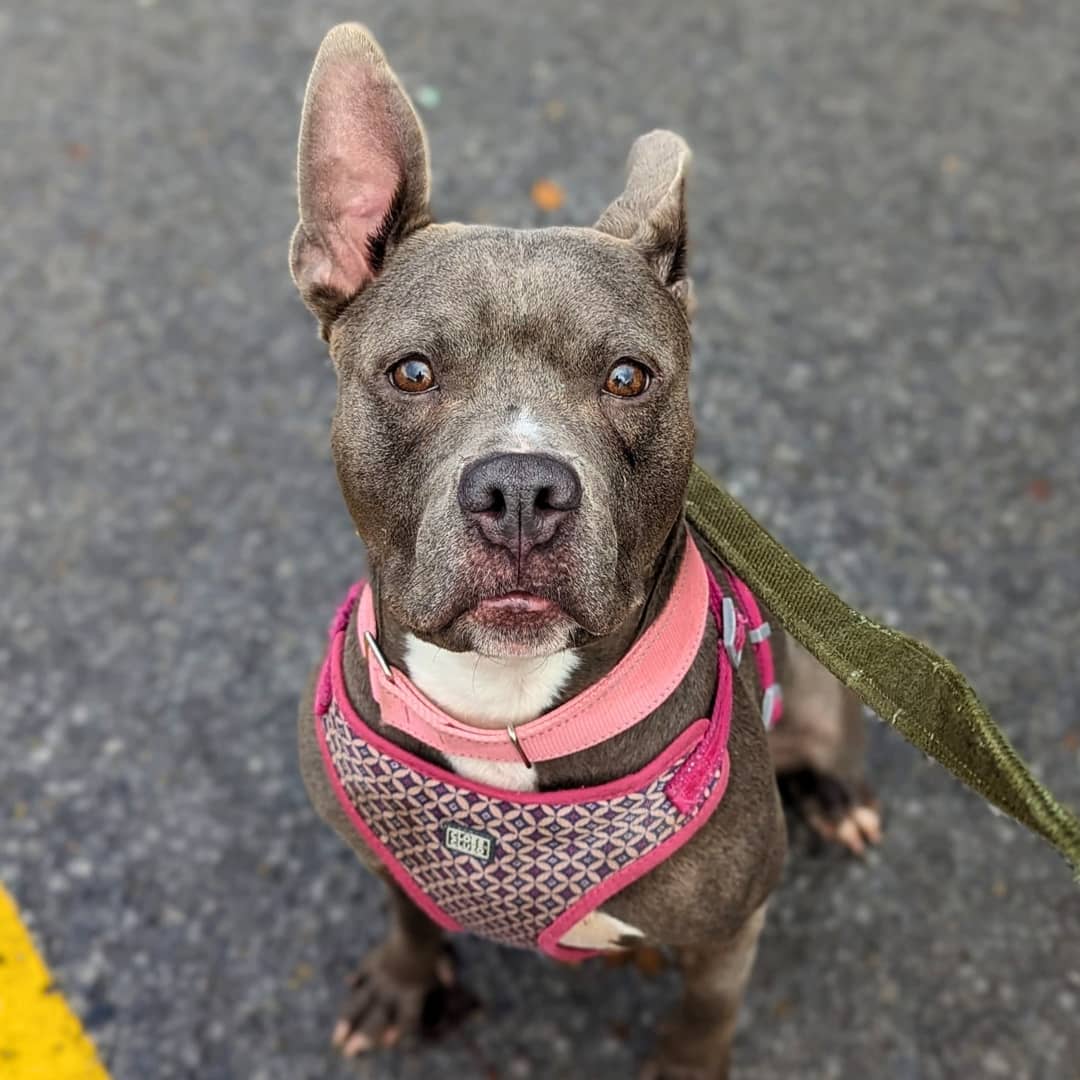 Dior cherche une nouvelle famille depuis longtemps