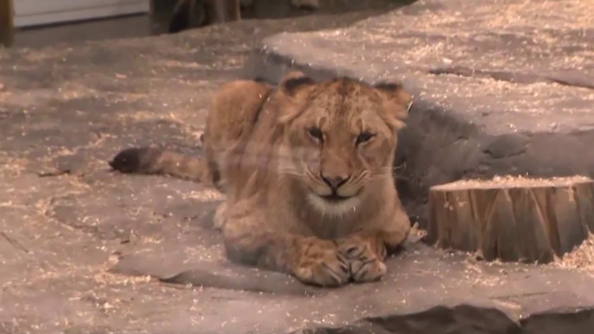 Découvrez l'Hôtel de La Cité Perdue