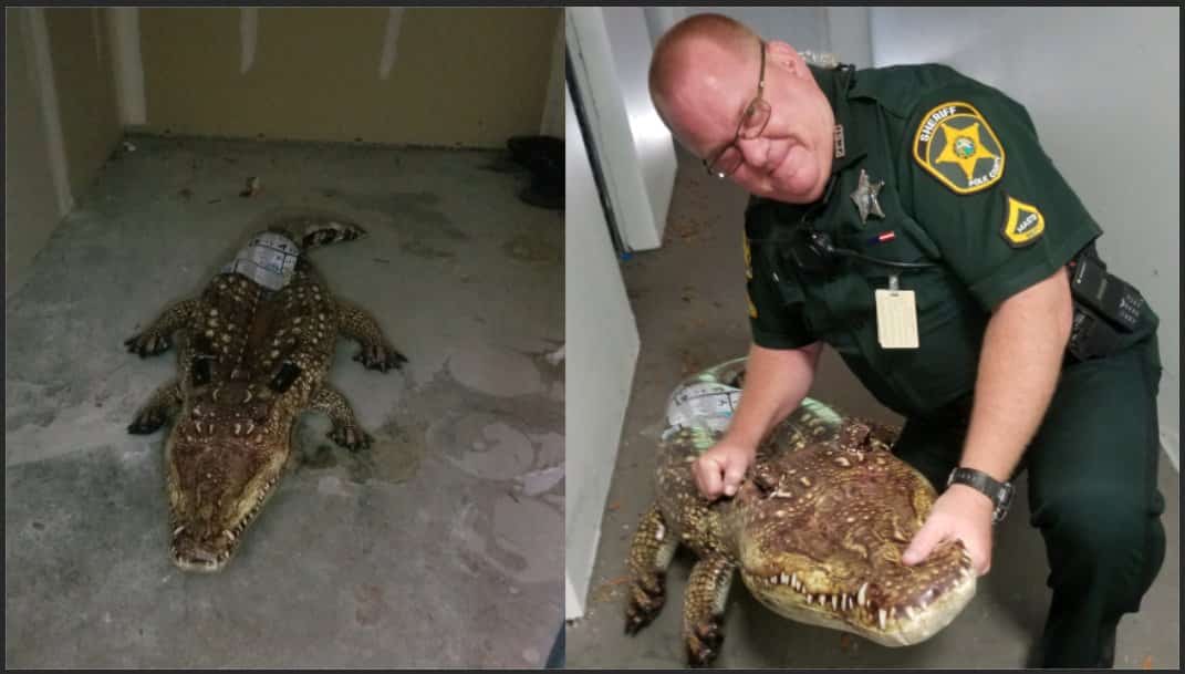 La police appelée pour un alligator... gonflable!