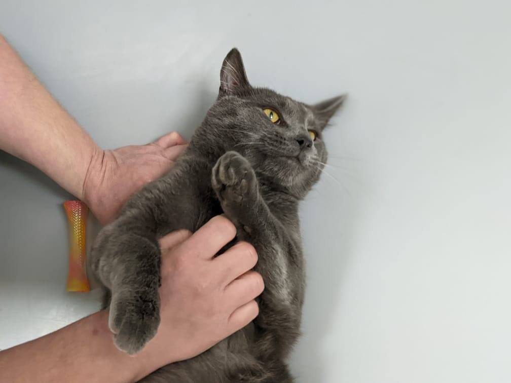 Aidez Nous A Trouver Un Foyer A Ces Deux Chats De La Spca De Montreal Salut Bonjour