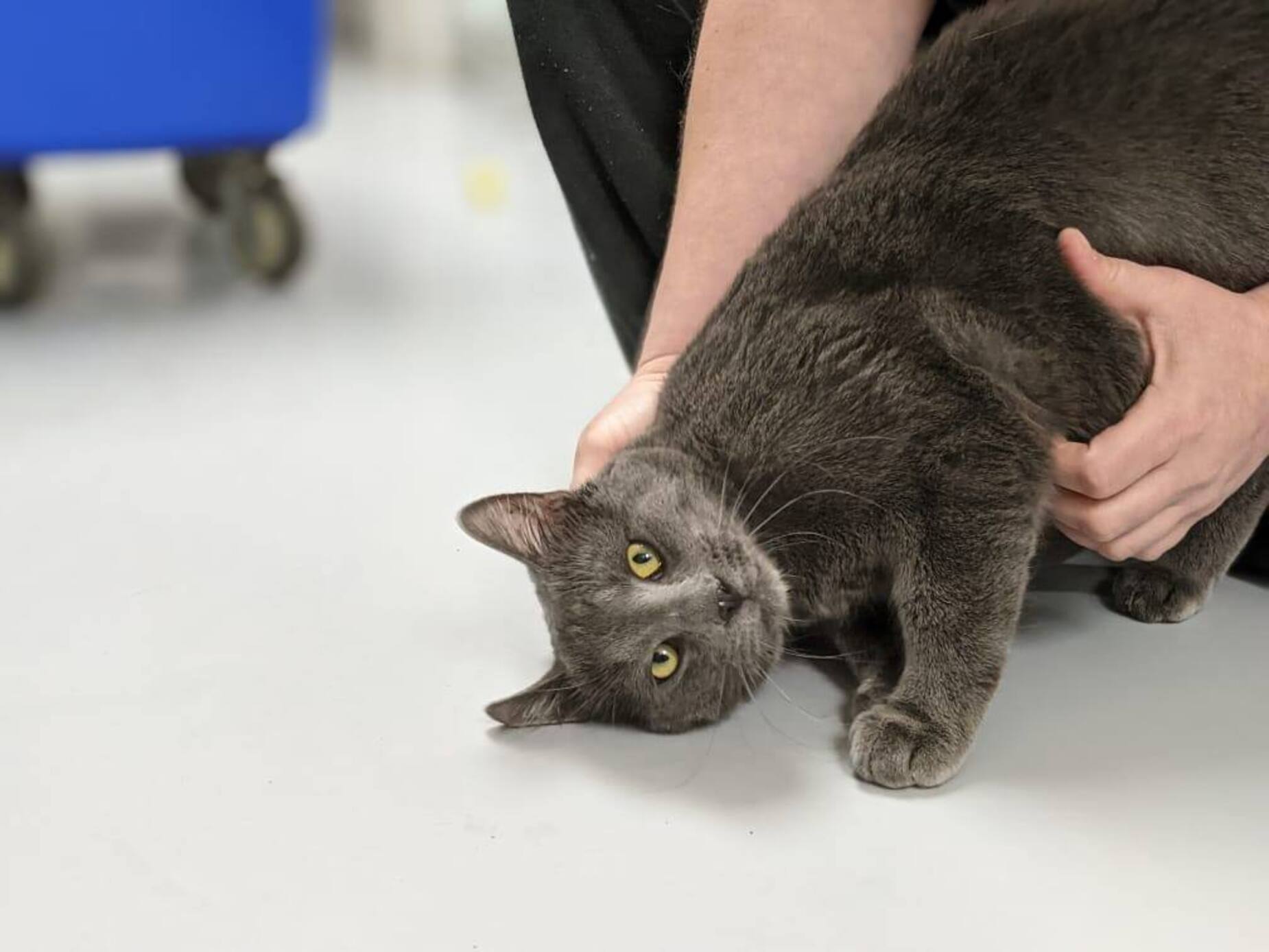 Elevage Bleu Russe Montreal Elevage Bleu Russe Montreal