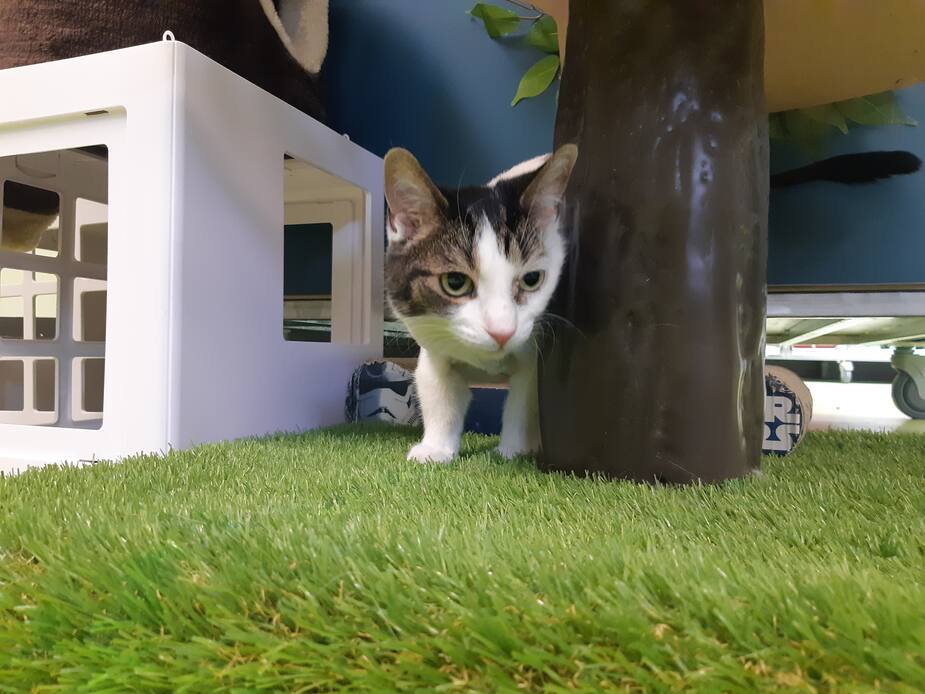Image principale de l'article SPCA : cette chatte cherche une nouvelle famille